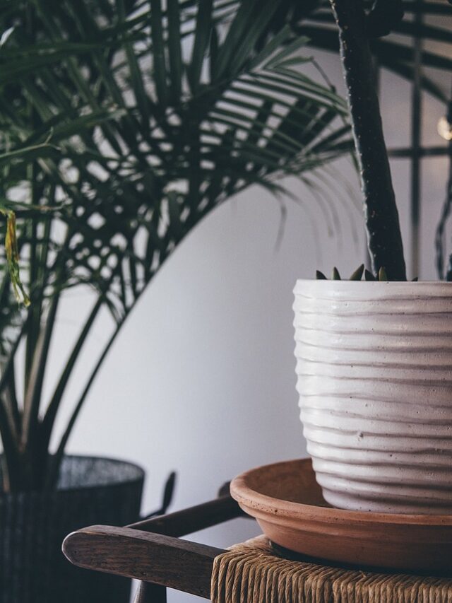 “Bringing Nature Indoors: A Guide to 10 Easy-Care Indoor Plants”